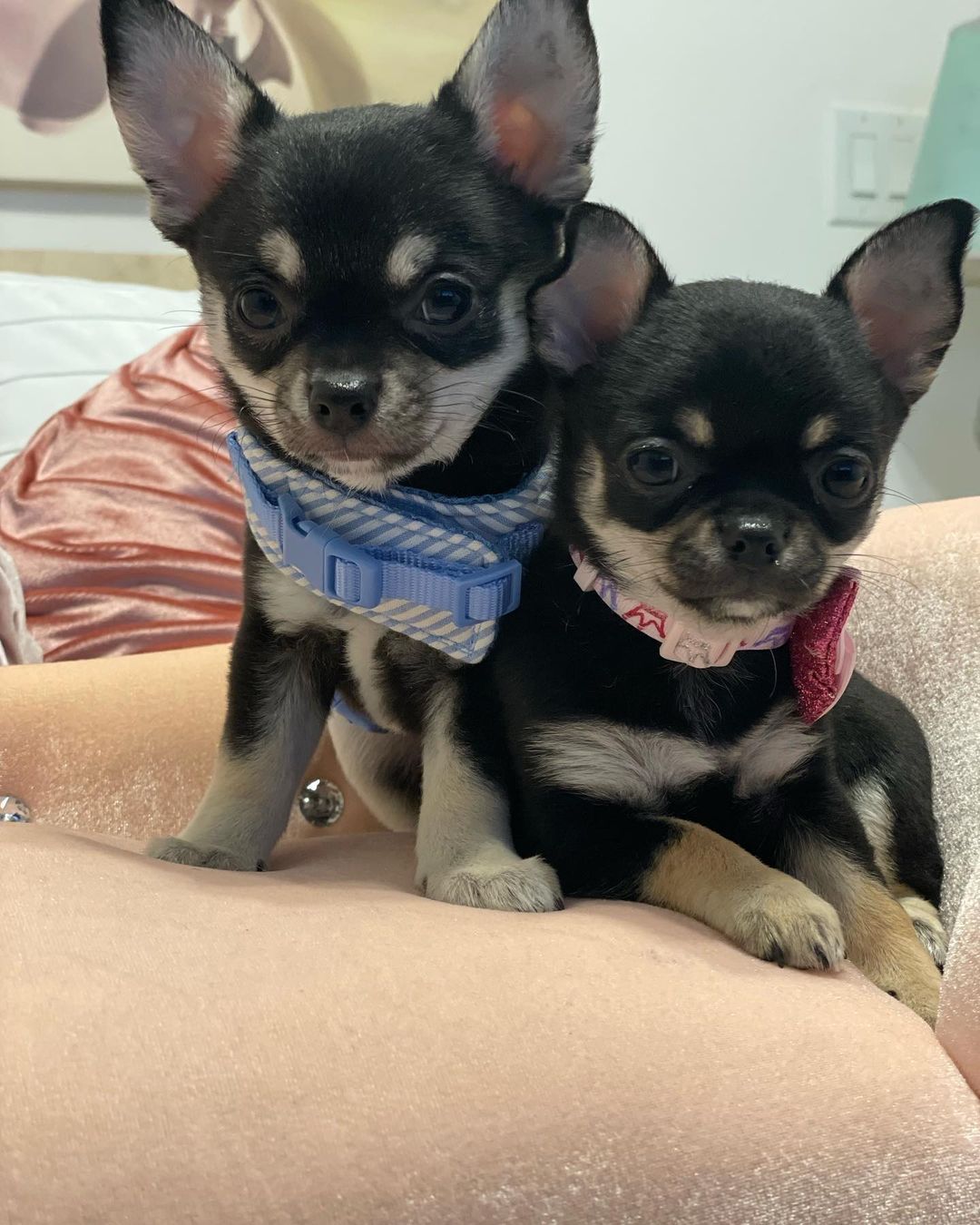 Rex Jr. And Sophie #chihuahuasofinstagram #chihuah