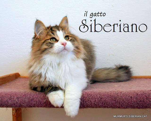Carattere