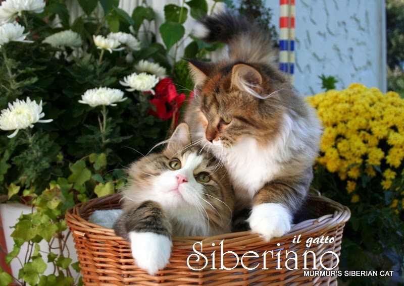 Il Gatto Siberiano