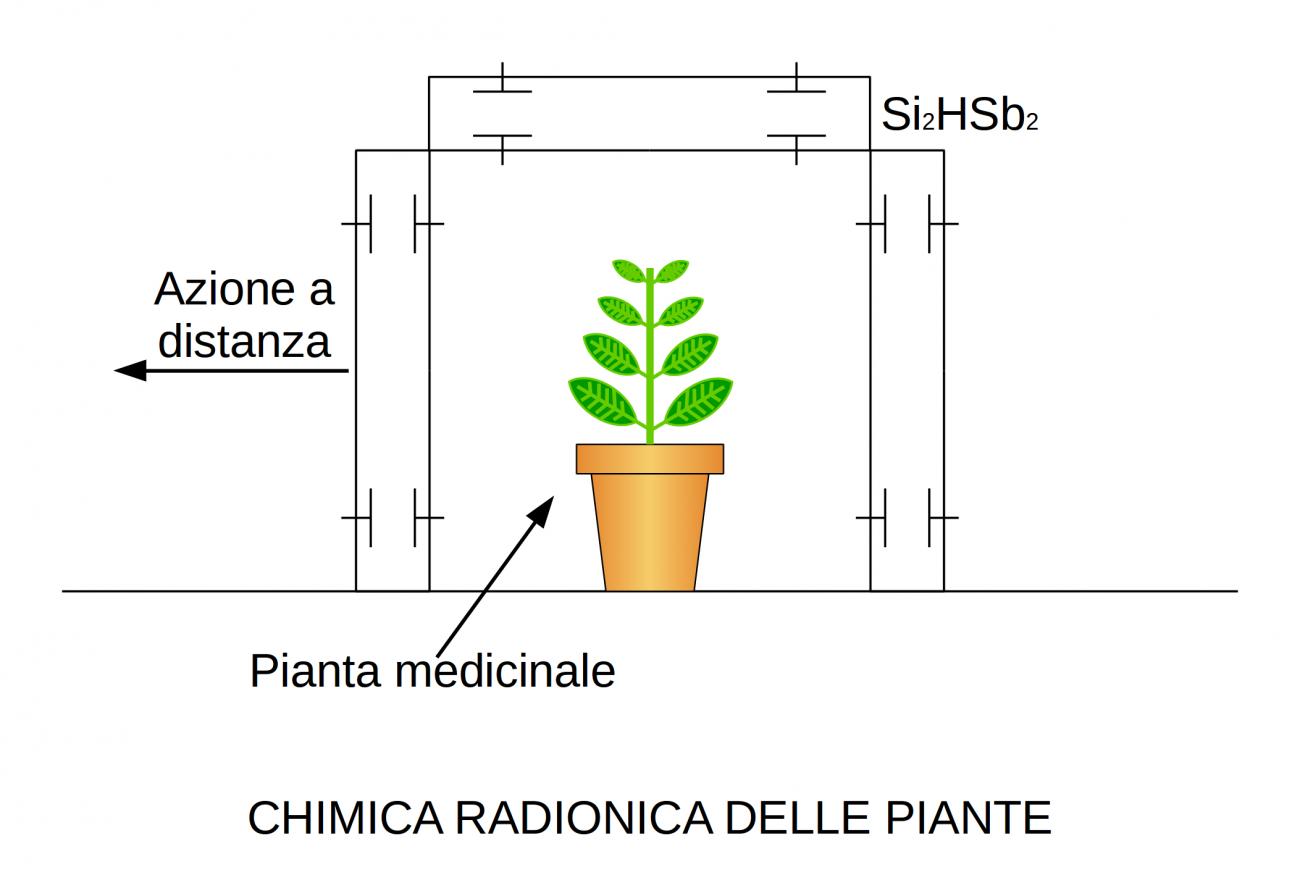 chimica radionica delle piante
