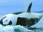 orca assassina