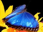 Blue Morpho Butterfly