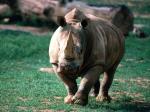 Ready for the Charge, Rhinoceros